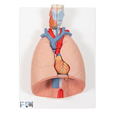 Lung Model With Larynx, 7 Part - W/ 3B Smart Anatomy
